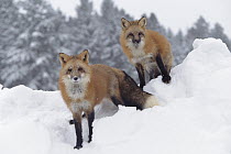 Red Fox (Vulpes vulpes) pair in snow fall showing the black and red markings of their cross phase, Montana