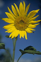 Common Sunflower (Helianthus annuus) flower, New Mexico