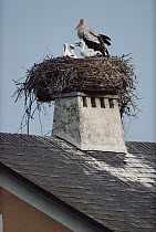 White Stork (Ciconia ciconia) and chicks nesting on a rooftop, Illmitz, Austria