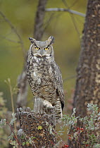 Great Horned Owl (Bubo virginianus) adult perching in tree, North America