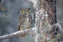 Great Horned Owl (Bubo virginianus) adult perching in a snow-covered tree, British Columbia, Canada