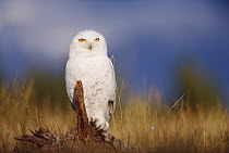 Snowy Owl (Nyctea scandiaca) adult perching on a low stump in a field of green grass, British Columbia, Canada