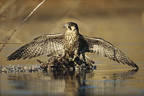 Peregrine Falcon (Falco peregrinus) in protective stance standing on downed duck, North America