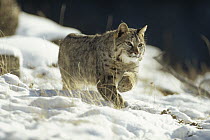 Bobcat (Lynx rufus) running through the snow, Montana