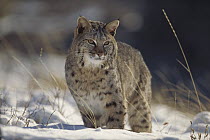 Bobcat (Lynx rufus) in snow, Montana