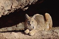 Bobcat (Lynx rufus) adult resting on rock ledge, North America