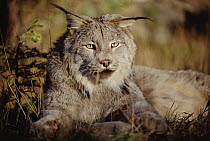 Canada Lynx (Lynx canadensis) adult portrait, North America