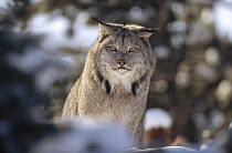 Canada Lynx (Lynx canadensis) alert adult in the snow, Montana