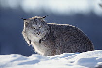 Canada Lynx (Lynx canadensis) adult portrait in snow, Montana