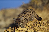 Mountain Lion (Puma concolor) kitten with speckled coat, North America
