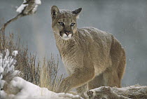 Mountain Lion (Puma concolor) in snowfall, North America
