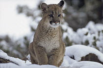 Mountain Lion (Puma concolor) juvenile in snow, North America