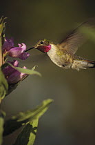 Broad-tailed Hummingbird (Selasphorus platycercus) feeding on flowers, New Mexico