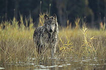 Timber Wolf (Canis lupus) pauses while walking through lake, Montana