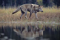Timber Wolf (Canis lupus) adult, walking along the edge of a lake, Montana