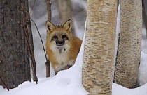 Red Fox (Vulpes vulpes) looking out from behind trees in a snowy forest, Montana