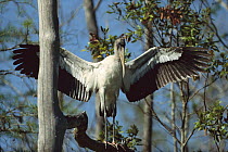 Wood Stork (Mycteria americana) perched in tree, spreading wings, Everglades National Park, Florida