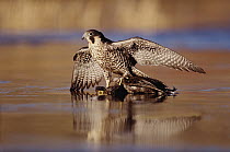 Peregrine Falcon (Falco peregrinus) adult in protective stance standing on downed duck, North America