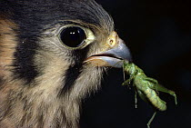 American Kestrel (Falco sparverius) eating a grasshopper, North America