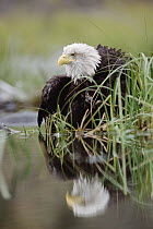 Bald Eagle (Haliaeetus leucocephalus) with reflection at the edge of a lake, North America