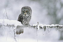 Great Gray Owl (Strix nebulosa) perching on a snow-covered branch, British Columbia, Canada