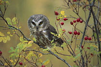 Northern Saw-whet Owl (Aegolius acadicus) perching in a wild rose bush, British Columbia, Canada