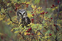 Northern Saw-whet Owl (Aegolius acadicus) perching in a wild rose bush, British Columbia, Canada