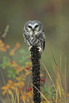 Northern Saw-whet Owl (Aegolius acadicus) perching on post, British Columbia, Canada