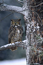 Great Horned Owl (Bubo virginianus) perched in tree dusted with snow, British Columbia, Canada