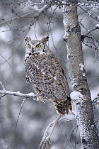 Great Horned Owl (Bubo virginianus) perched in tree dusted with snow, British Columbia, Canada