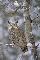 Great Horned Owl (Bubo virginianus), pale form, perching in a snow-covered tree, British Columbia, Canada