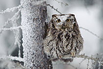 Western Screech Owl (Megascops kennicottii) perching in a tree with snow on its head, British Columbia, Canada