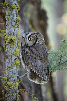 Western Screech Owl (Megascops kennicottii) perching in a tree, British Columbia, Canada