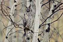 Long-eared Owl (Asio otus) perching in a tree, circumpolar species, British Columbia, Canada
