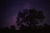 Starry sky with silhouetted Oak tree