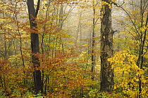 Yellow Birch (Betula alleghaniensis) American Beech (Fagus grandifolia) and Striped Maple (Acer pensylvanicum) mixed deciduous forest in autumn, Mill Brook, Vermont