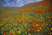 California Poppy (Eschscholzia californica) and Lupine (Lupinus sp) flowers covering hills, Tehachapi Mountains, California