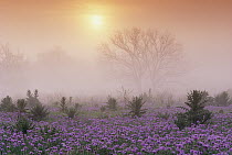 Sand Verbena (Abronia sp) foggy sunrise, Hill Country, Texas