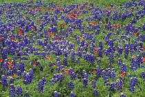 Sand Bluebonnet (Lupinus subcarnosus) and Paintbrush (Castilleja sp) flowers, Hill Country, Texas