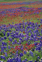 Sand Bluebonnet (Lupinus subcarnosus) and Paintbrush (Castilleja sp) flowers, Hill Country, Texas