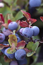 Blueberry (Vaccinium sp) cluster, Washington