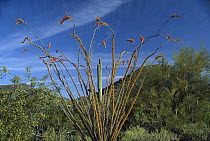 Ocotillo (Fouquieria splendens) Saguaro (Carnegiea gigantea) Greasewood (Sarcobatus sp) and Palo Verde (Parkinsonia sp), Arizona