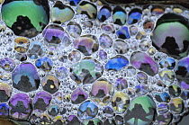 Detail of rainbow-colored bubbles, California