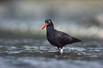 Black Oystercatcher (Haematopus bachmani) wading in water, searching for food, Vancouver Island, British Columbia, Canada