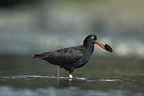 Black Oystercatcher (Haematopus bachmani) with mussel in its beak, Vancouver Island, British Columbia, Canada