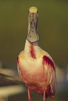 Roseate Spoonbill (Platalea ajaja) adult in breeding plumage, North America