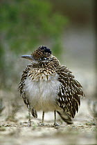 Greater Roadrunner (Geococcyx californianus) puffing out feathers to thermoregulate, Big Bend National Park, Texas
