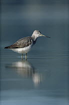 Lesser Yellowlegs (Tringa flavipes) adult standing in placid water, North America