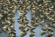 Long-billed Dowitcher (Limnodromus scolopaceus) flock sleeping in shallow water, North America
