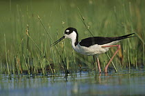 Black-necked Stilt (Himantopus mexicanus) wading through reeds, North America